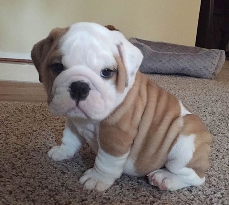 Ma vidi te šlaufiće!